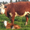 Farm and Family Veterinary Clinics