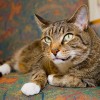 Sedgefield Animal Hospital & Dental Center