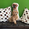 Your Pet's Paradise NY