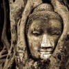 Green Roots Acupuncture & Apothecary
