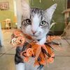 Elm Creek Animal Hospital