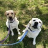 Northcliff Kennels