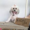 Westwood Animal Hospital
