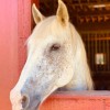Sallys Horses