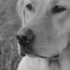 Pet Patrol