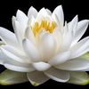 Well Being Psychotherapy