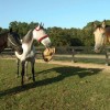 Still Pond Farm Stables