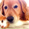 ON THE BALL Pet Care