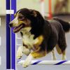 Johnstown Animal Hospital