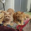 KEM ROAD ANIMAL HOSPITAL
