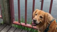 90 Minute Dog Walk