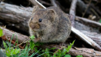 Vole Removal
