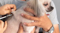 Pet Vaccinations