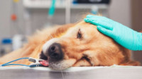 Pet Surgeries