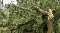 Tree Removal