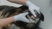 Pet Dental