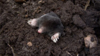 Mole Damage Lawn Repair