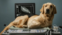 Veterinary Abdominal Ultrasound