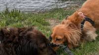 60 Minute Dog Walks