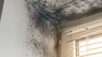 Mold Testing