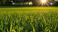Lawn Care & Fertilization in Bradenton, FL | Waves Pest Control