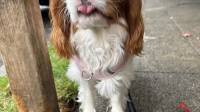 30 Minute Dog Walks