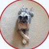 Gemini Pet Services