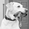 Wags2Whiskers Pet Services