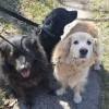 Mission Bay Pets