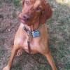 Hillside Pet Services