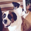 Snuggable Pet Services