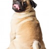 PAWright Pet Services