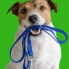 Mann's Best Friend Pet Waste Removal