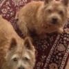 Dee's Home & Pet Service