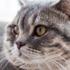 Bluemont Pet Services, Dog Walkers & Pooper Scoopers