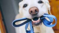 Dog Walking Services