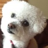 Waggle De Tails Pet Services