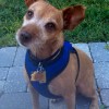 Cloud Nine Pet SVC At Kimberly