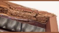 Termite Control